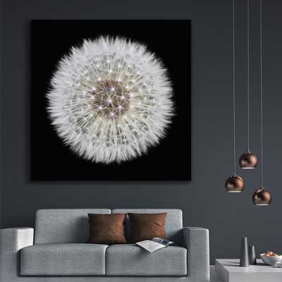 floral print of Isolated Dandelion
