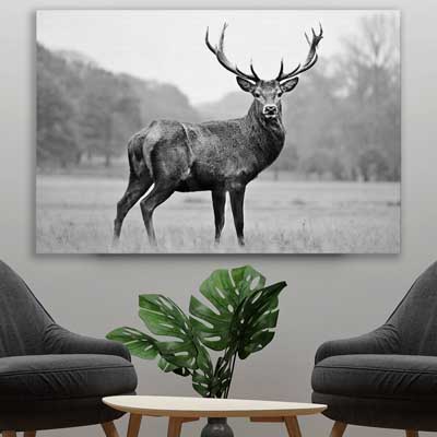 animal wall art and canvas prints of Majestic Red Deer